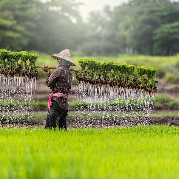Indonesia Intense: From Sulawesi's local life to Bali's paradise