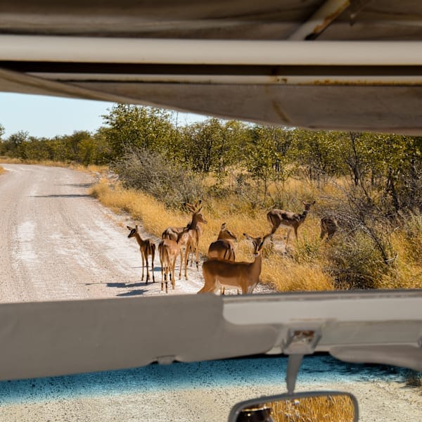Namibia road trip: Wildlife, desert and safari adventure