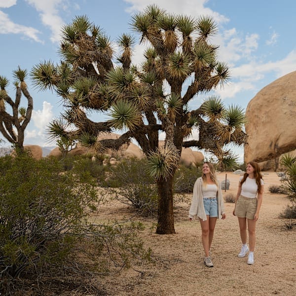 Explore California: Road trip dreams and national wonders